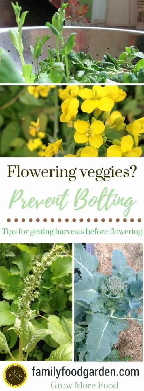 Flowering veggies- tips to reduce bolting vegetables