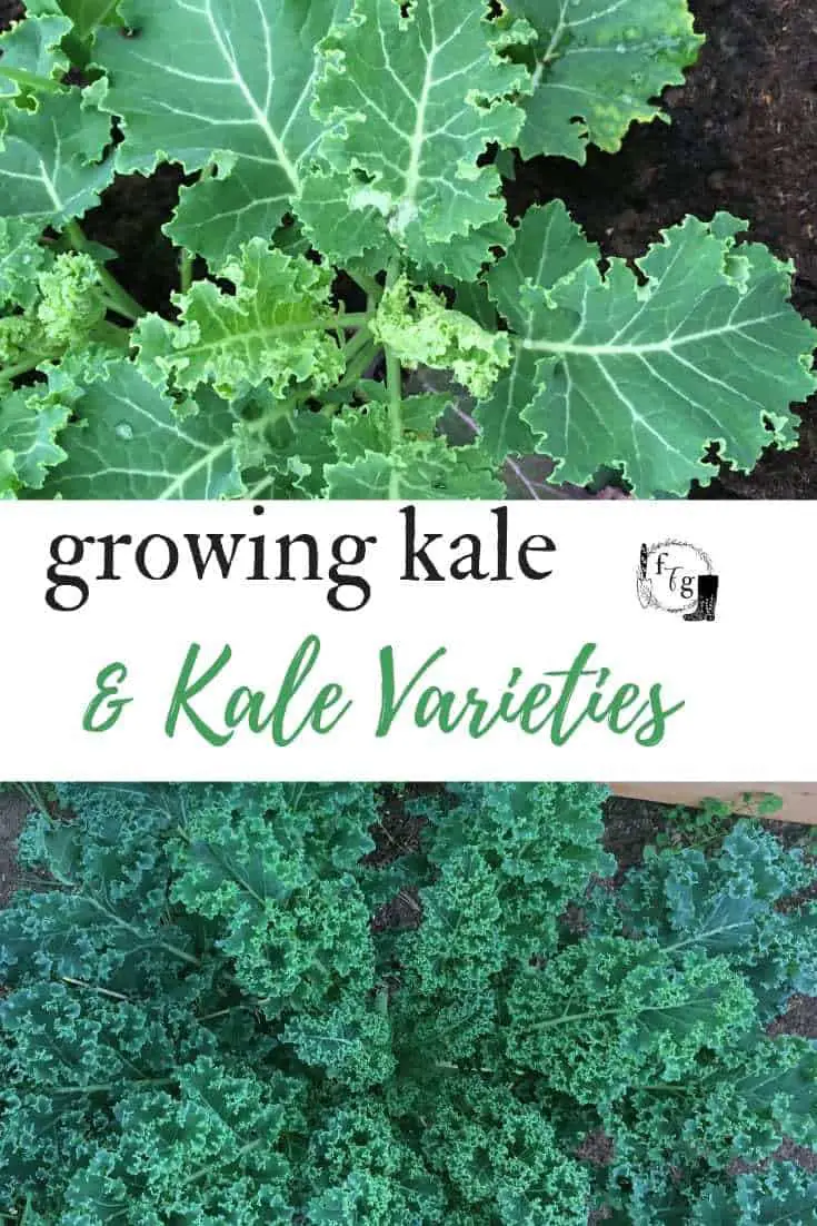 Growing Kale & Kale Varieties