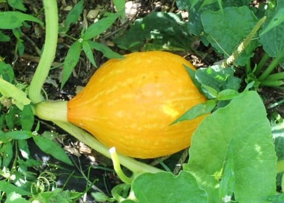 Kuri Squash while it's at a younger growth stage