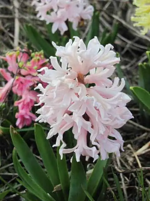 Hyancinth flowers in bloom