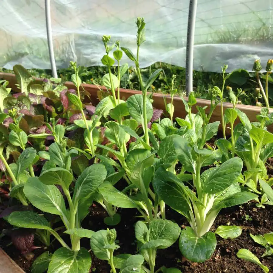 Bolting veggies is common during the summer months. 