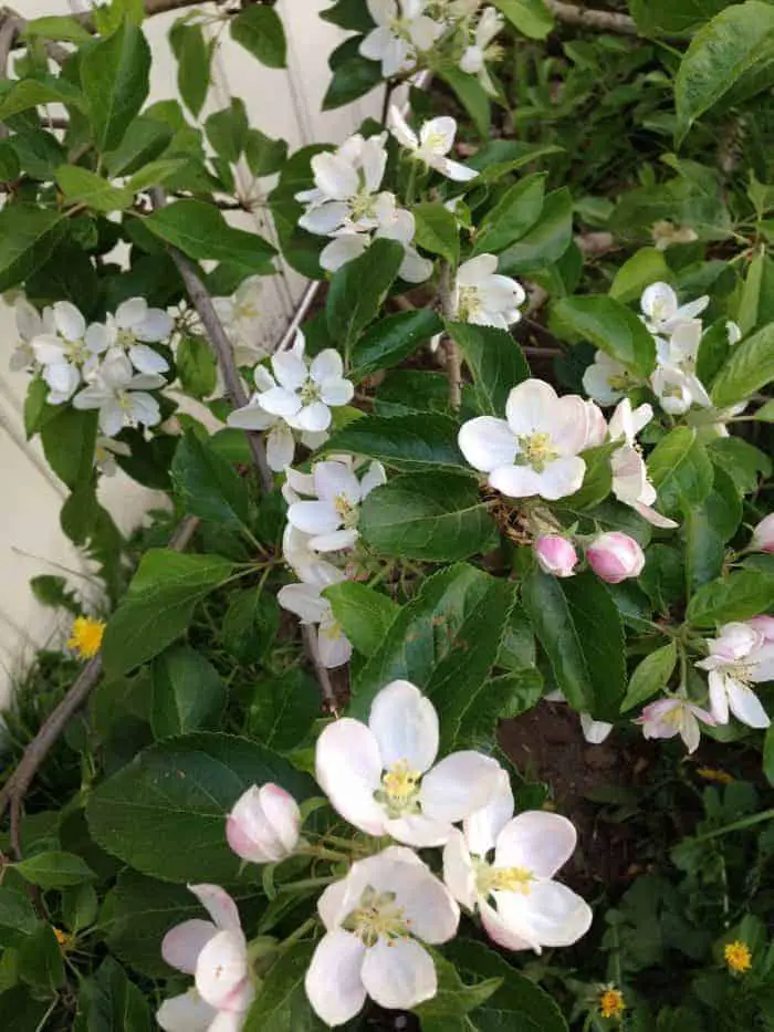 Spring blooming apple tree