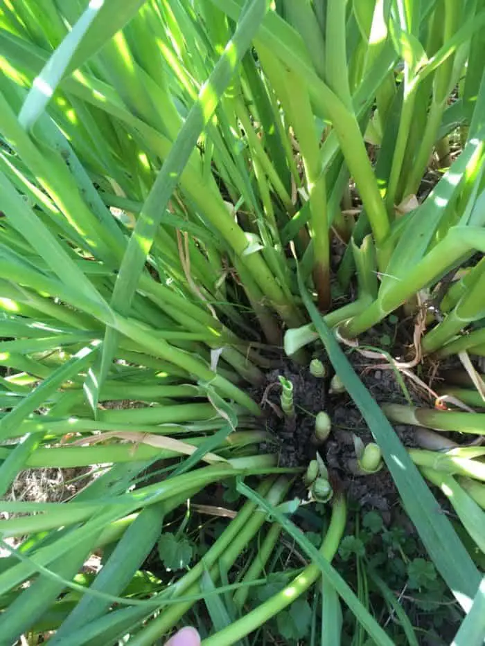 Harvest spring garlic shoots from a clump of bulbs that were left in the ground from fall