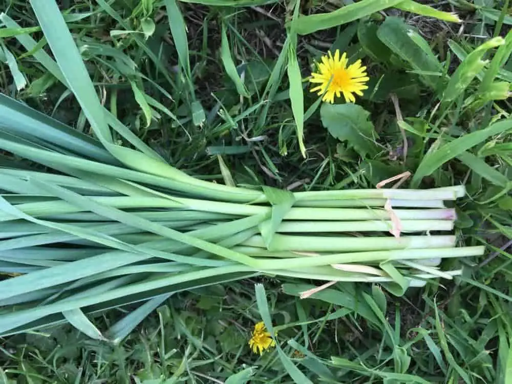 Enjoy spring garlic as an early harvest