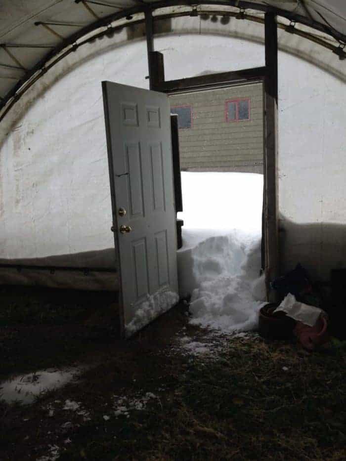 LOTS of snow with this Canadian greenhouse winter gardening