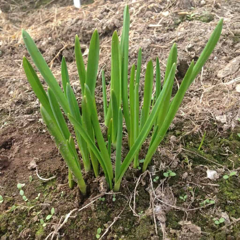 Spring garlic in late March
