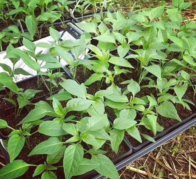 How to grow peppers from seed