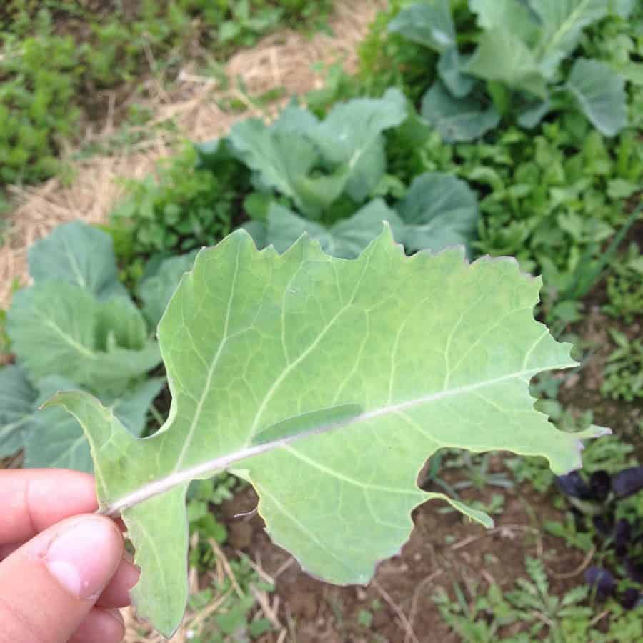 Use row cover over your veggies to stop cabbage worms