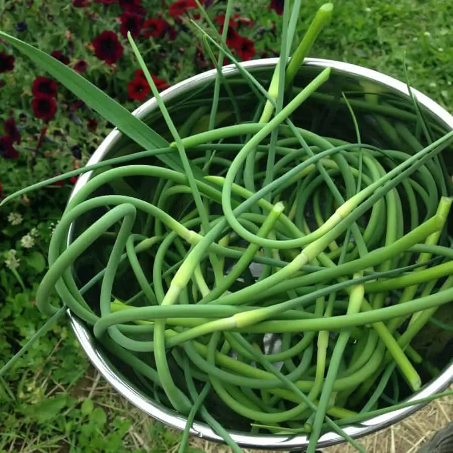 Garlic scapes versus spring green garlic