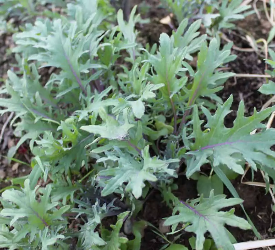 Baby Red Russian Kale