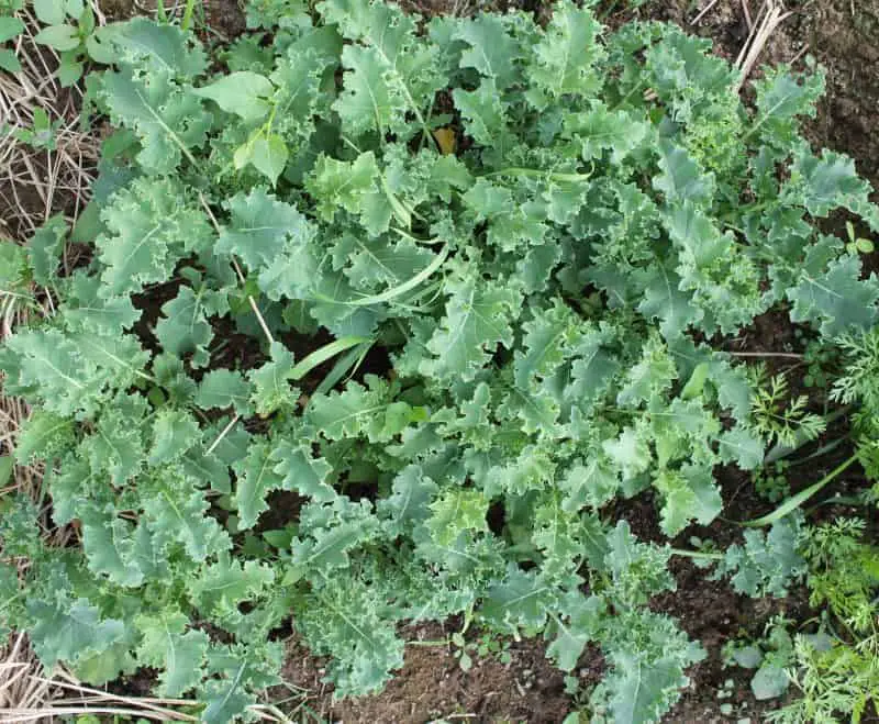 Dwarf Blue Curled Scotch Kale