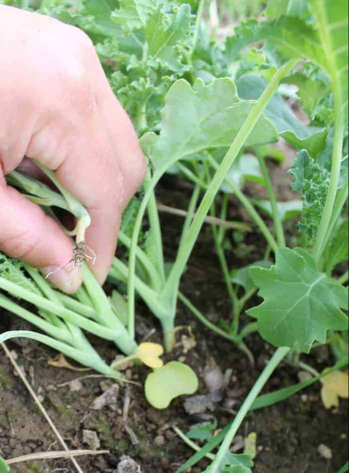 Sow kale close together then eat the thinned out baby kale plants