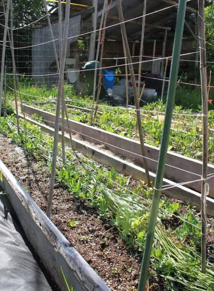 Pea trellis mistakes to avoid