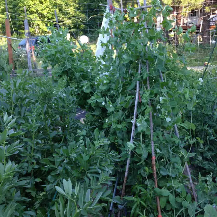 Pea Trellis Mistakes 