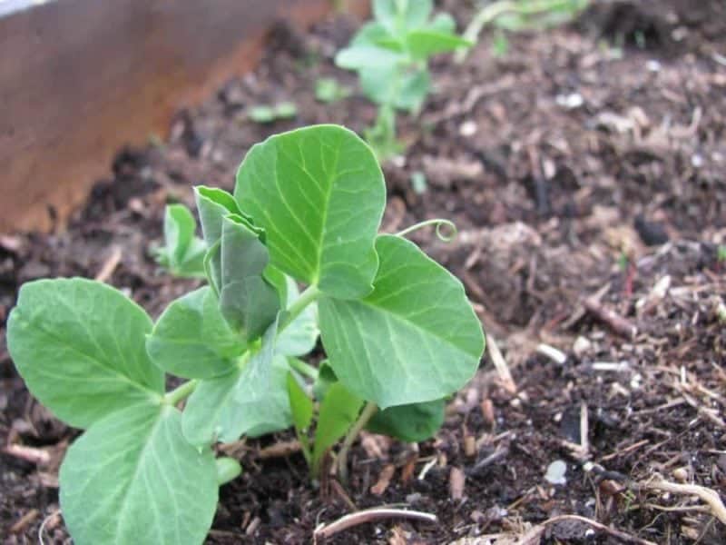 Growing peas