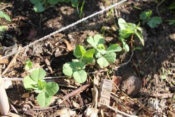 Peas sprouting