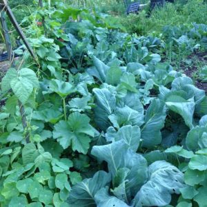 Beautiful Veggie Garden Companion Planting Examples