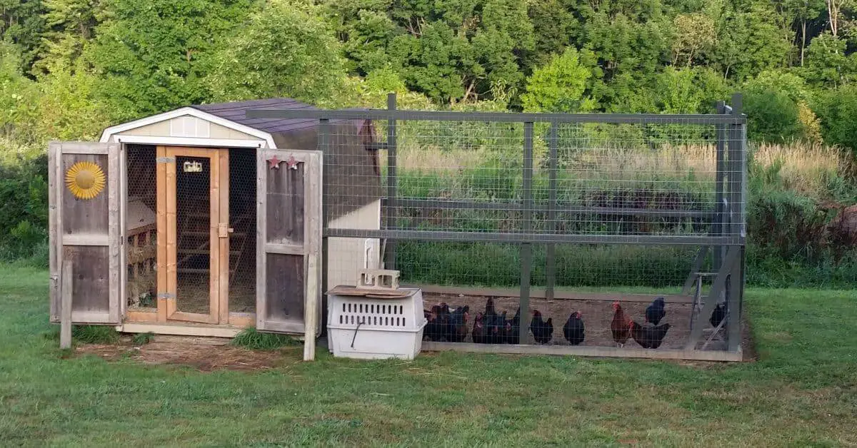 Shed turned into chicken coop