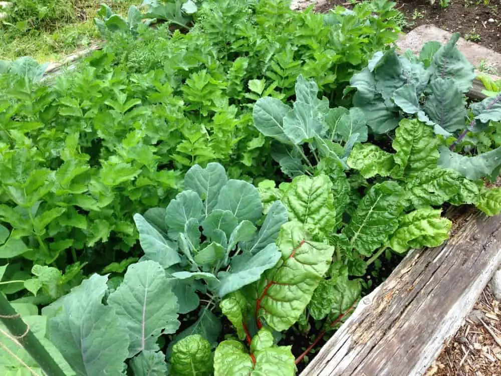 Companion planting in a raised garden bed