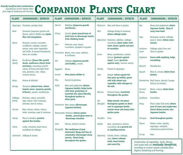 Companion Plants Chart