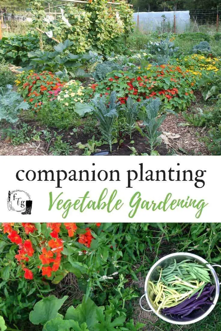 Companion planting vegetable gardening