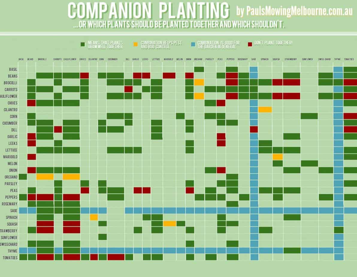 Companion Planting