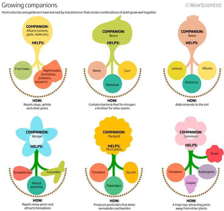 Growing Companions