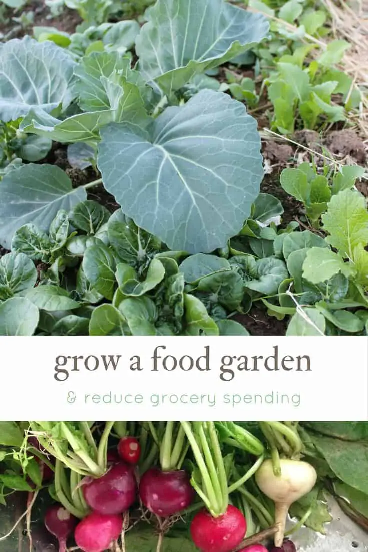 Grow an amazing food garden