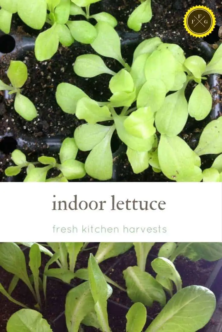 Tips for growing indoor lettuce