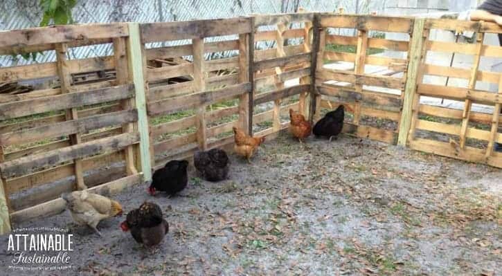 Pallet chicken run