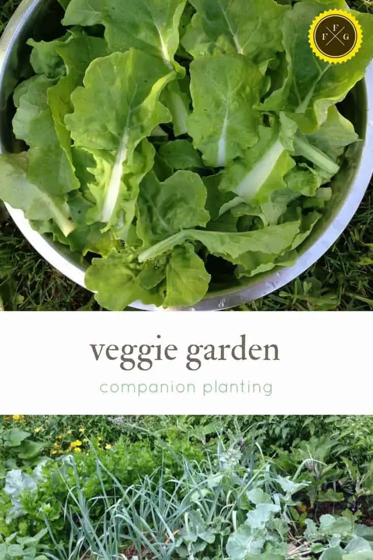 Companion planting examples