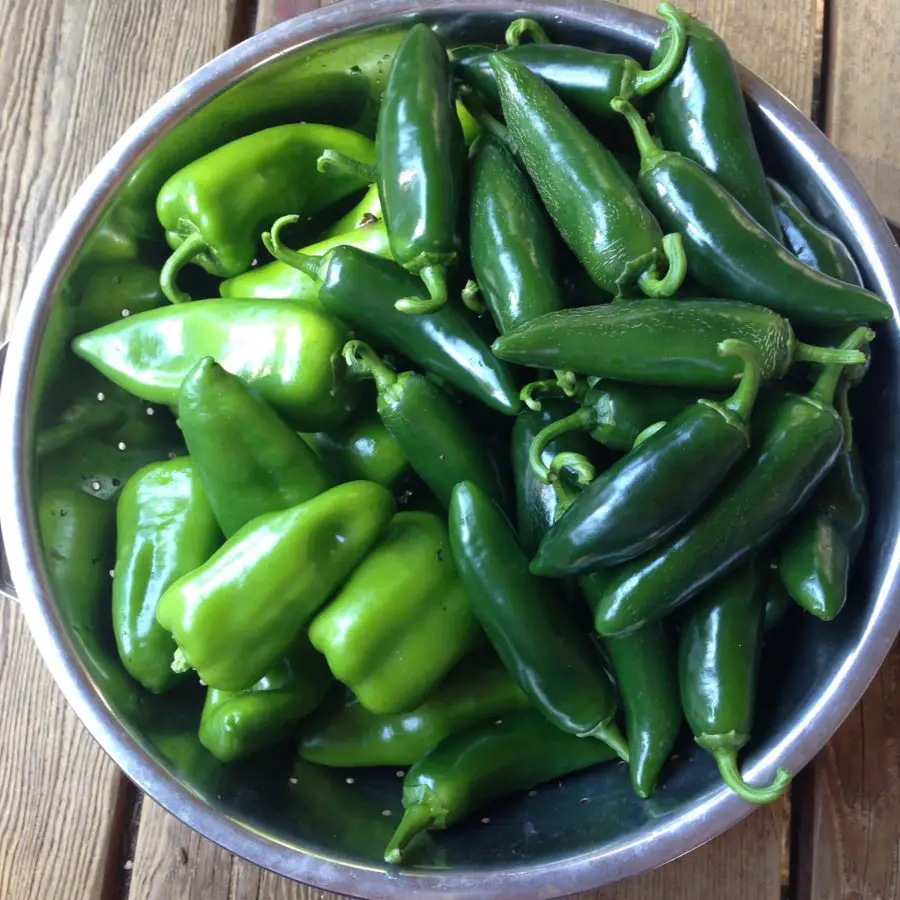 How to grow hot peppers & select varieties for your climate