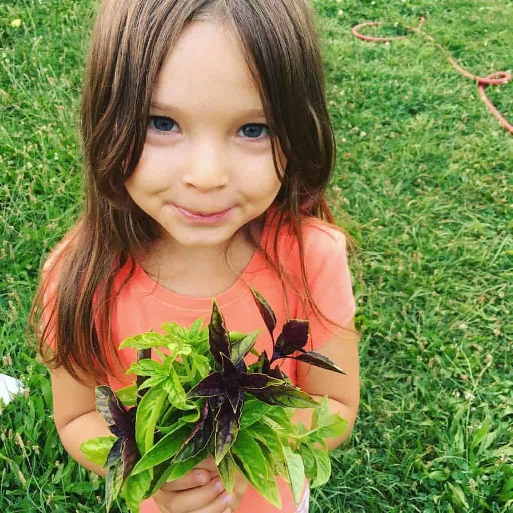 Great herbs for kitchen garden: Green or purple basil