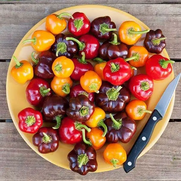 'Bangles' baby peppers from High Mowing Seeds