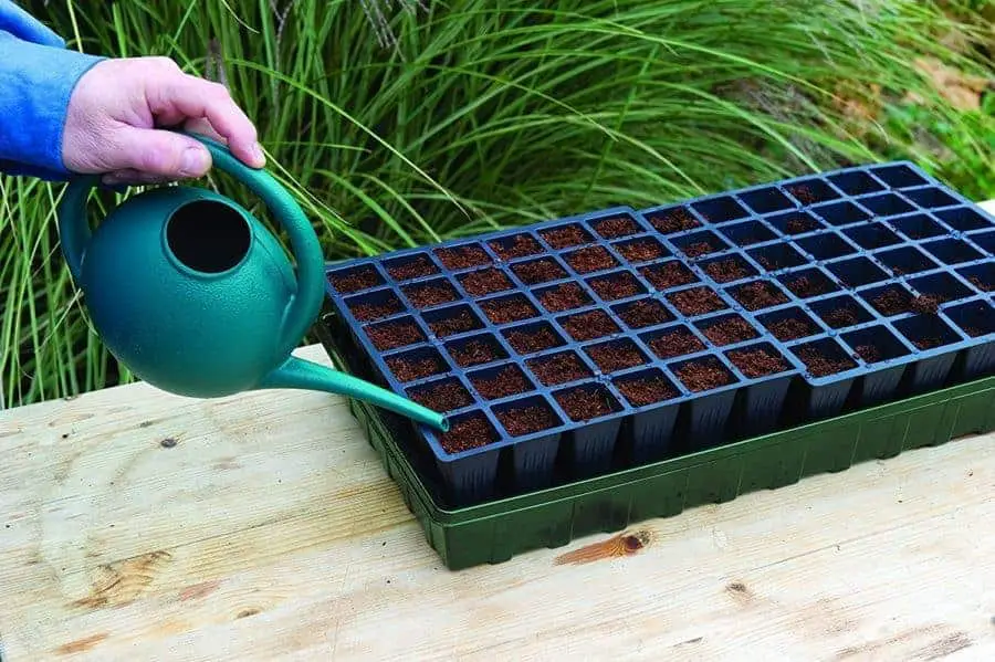 A bottom watering tray can help to reduce many seedling over watering problems