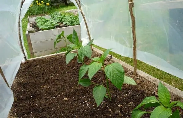 Mini Greenhouses Using Cedar Twigs