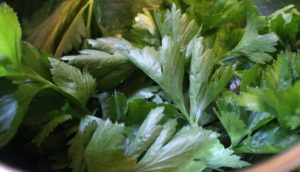How to use celery leaves