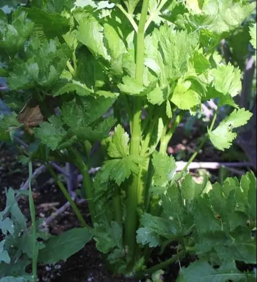 Homegrown celery leaves are abundant and easy to preserve