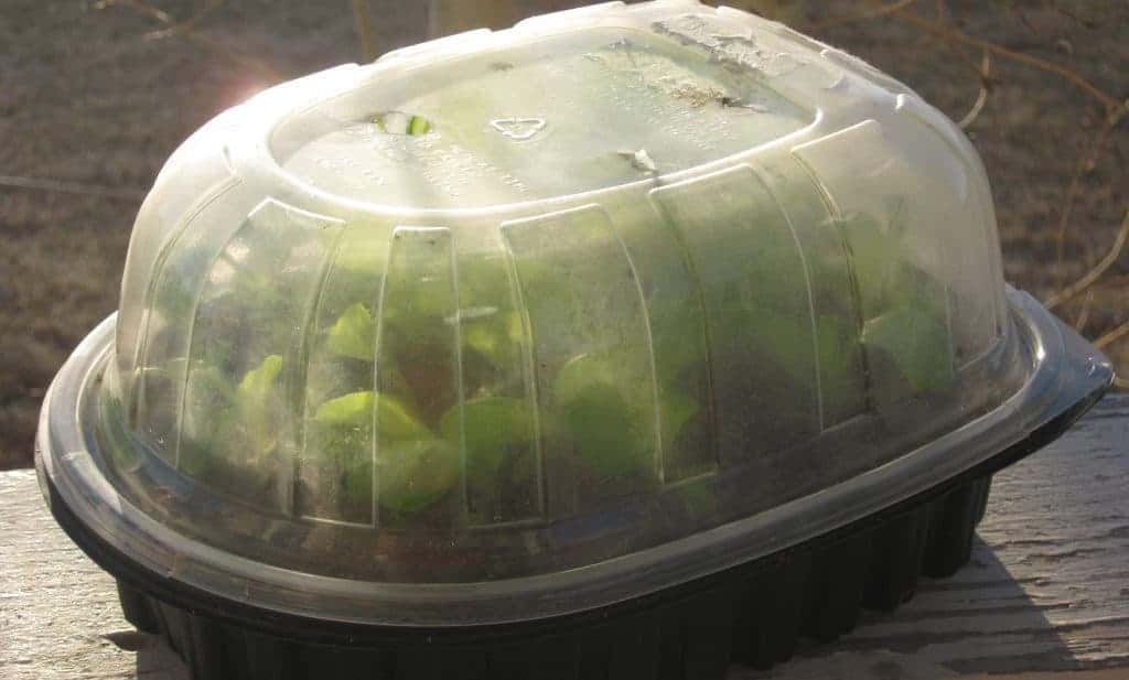 Mini Greenhouse For Seed Starting Family Food Garden Home Seed Starting Mini Greenhouse For