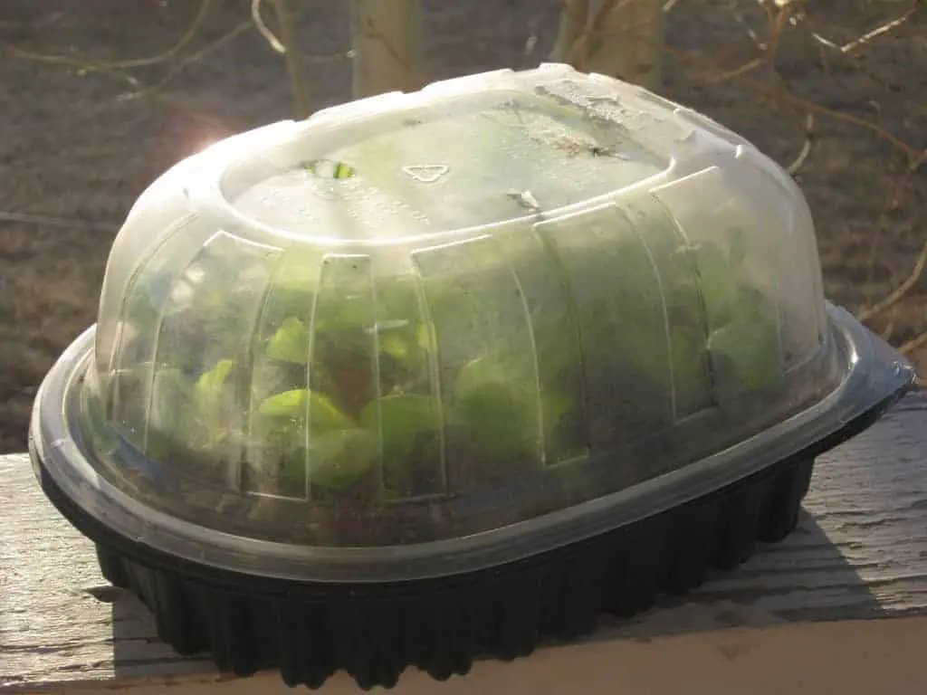 Mini Greenhouse Using Recycled Plastic Product Container