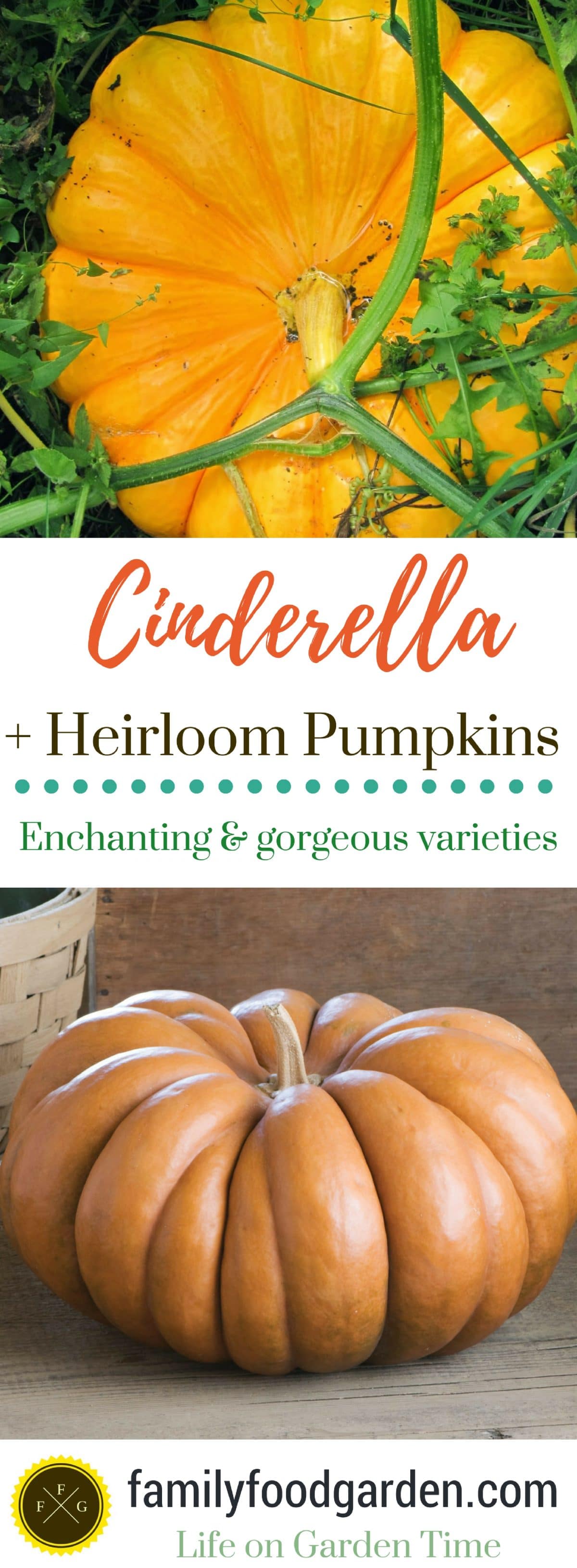 Cinderella + Heirloom Pumpkins: Enchanting & Gorgeous Varieties