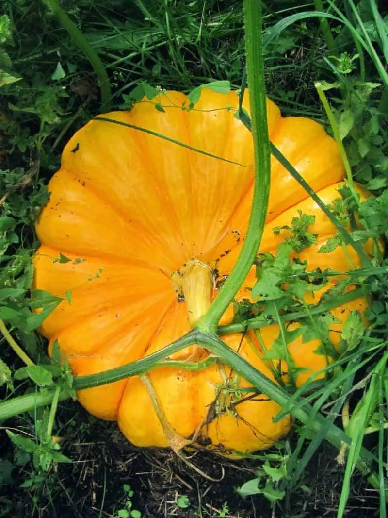 Cinderella Pumpkin In The Pumpkin Patch