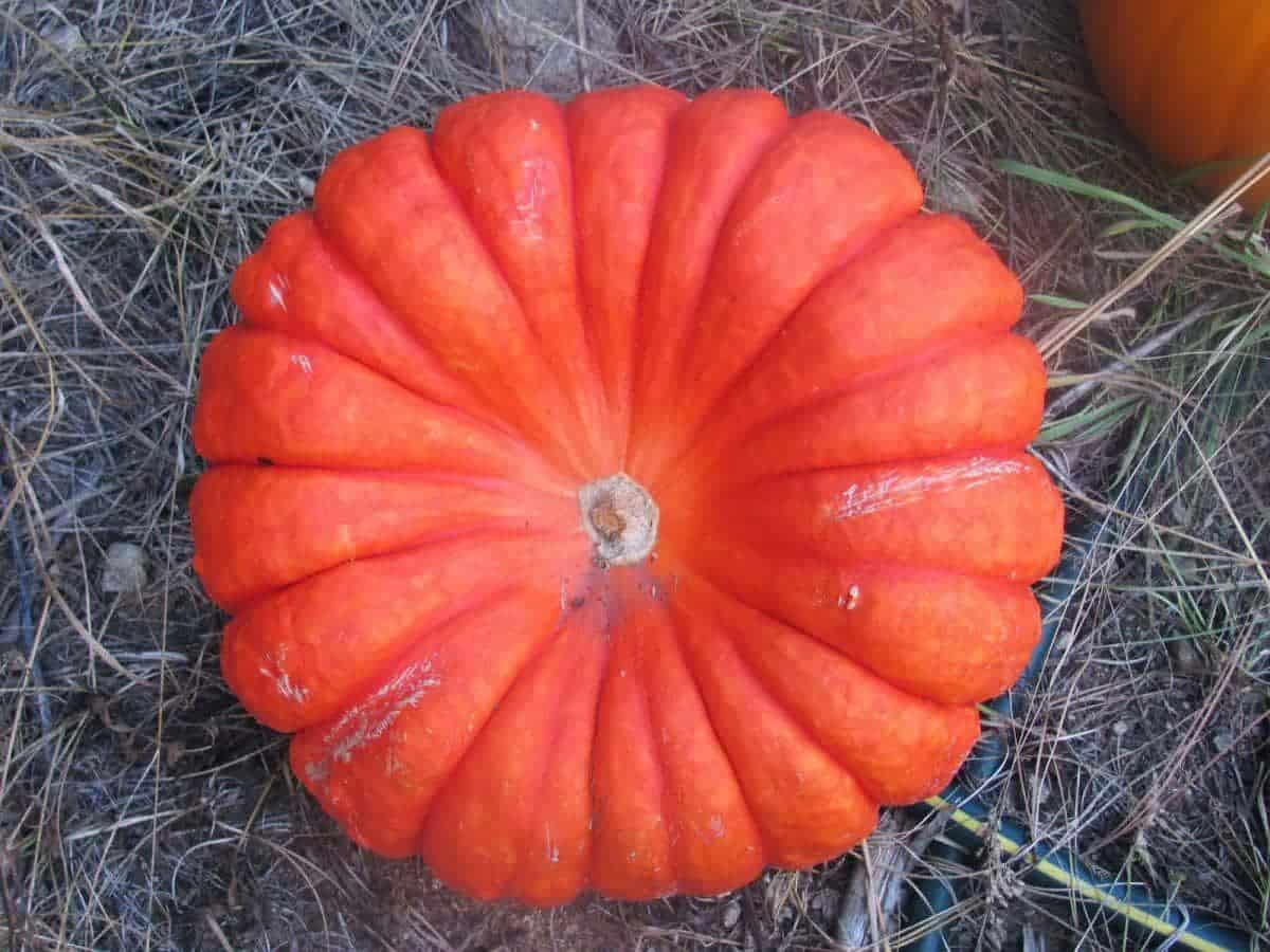 Deep Red Cinderella Pumpkin