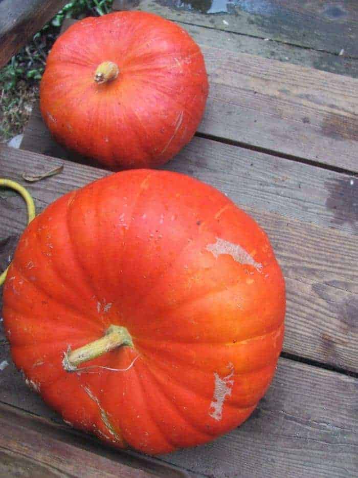 Deep Red Cinderella Pumpkins On Wooden Stairs