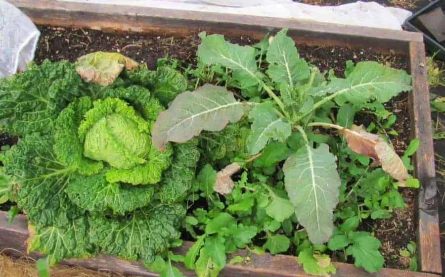 Winter crops in a raised garden bed