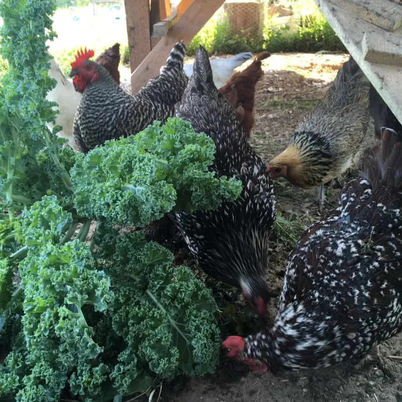 Reduce your costs of feeding chickens