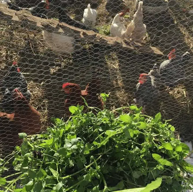 Growing a chicken garden to reduce feeding costs