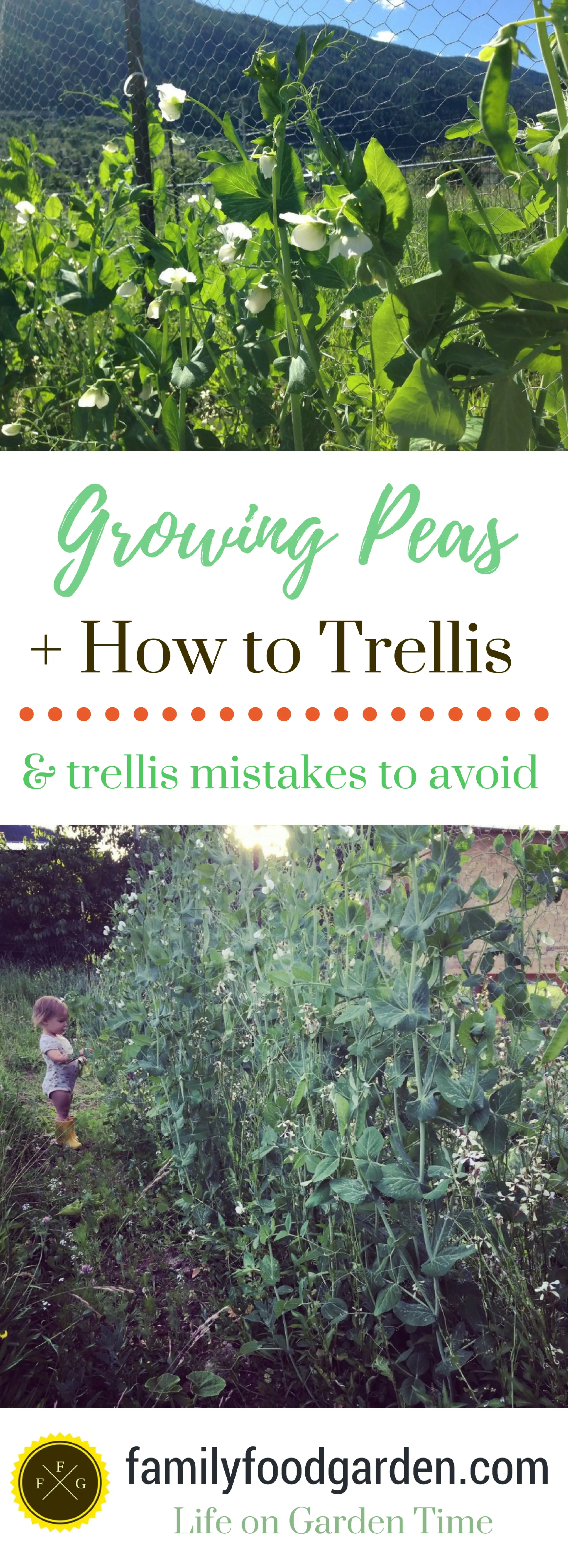 Learn the different types of peas you can grow, how to grow them and trellis mistakes to avoid