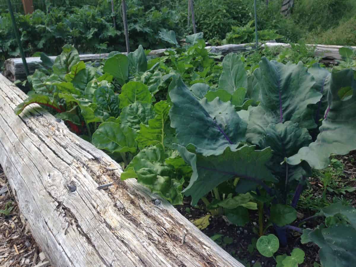 Planting raised garden beds