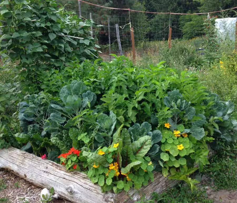 Grow enough food to feed your family